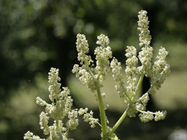 Speise-Rhabarber (Rheum rhabarbarum) Heilpflanzengarten