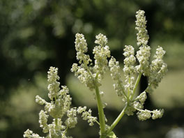 Speise-Rhabarber (Rheum rhabarbarum) Heilpflanzengarten