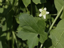 Weisse Zaunrübe (Bryonia alba) Heilpflanzengarten