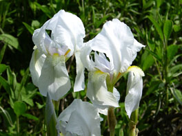 Florentiner Schwertlilie (Iris germanica var. florentina) Heilpflanzengarten