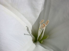 Gift-Stechapfel (Datura innoxia) Freilandsukkulenten