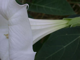 Gift-Stechapfel (Datura innoxia) Freilandsukkulenten