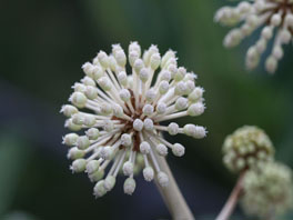 Zimmeraralie (Aralia japonica) Hochbeet Terrasse Asiatische Kübelpflanzen