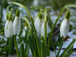 Kleines Schneeglöckchen (Galanthus nivalis) Wiese unterhalb Heilpflanzengarten