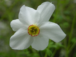 Weisse Garten-Narzisse (Narcissus poeticus)  Mittelmeerhaus