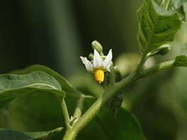 Menschenfresser-Tomae (Solanum viride) Kübelpflanzen Nachtschattengewächse