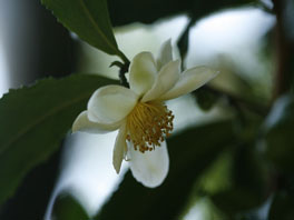 Teestrauch (Camellia sinensis) Farnhaus