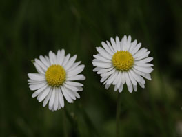 Massliebchen (Bellis perennis) Grünflächen (Wiesen)