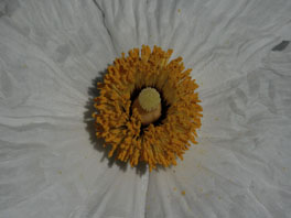 Kalifornische Baummohn (Romneya coulteri) Freilandsukkulenten