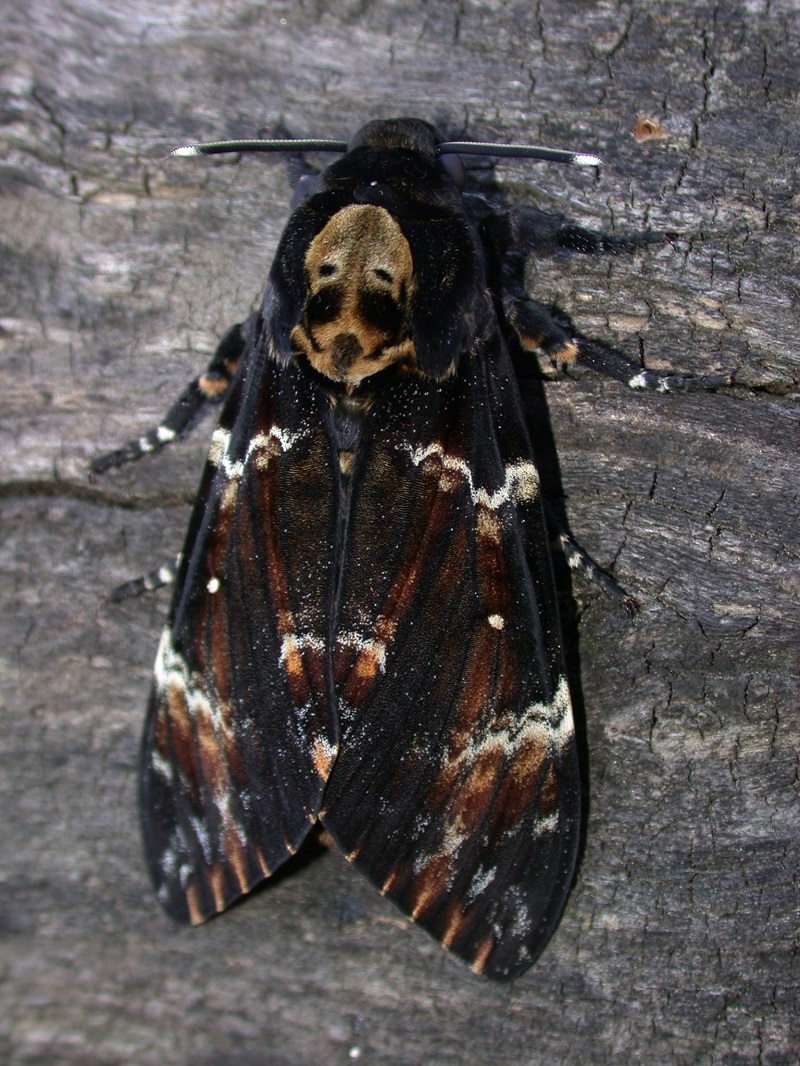 Totenkopfschwärmer (Acherontia atropos)