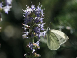 Grünaderweissling (Pieris napi)