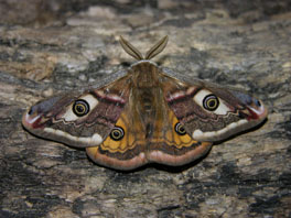 Kleines Nachtpfauenauge (Saturnia pavonia)