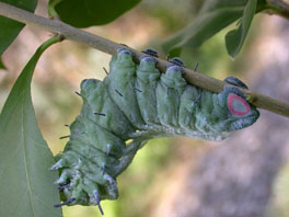 Atlasspinner (Attacus atlas): Raupe