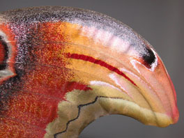 Atlasspinner (Attacus atlas): Flügeldetail