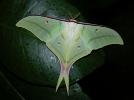 Mondspinner (Actias selene): Raupe