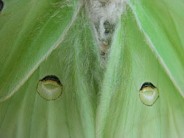 Indischer Mondspinner (Actias selene): Flügeldetail