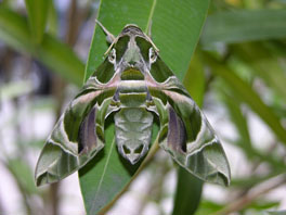 Oleanderschwärmer (Daphnis nerii)