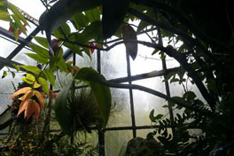 Orchideenhaus
