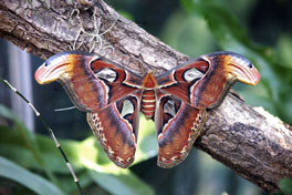 Vitrine Tropische Raupen und Schmetterlinge