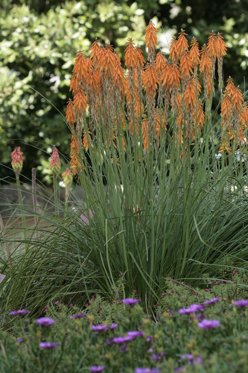 Südafrikaviereck mit Fackellilien (Kniphofia) und Mittagsblumen (Delosperma)