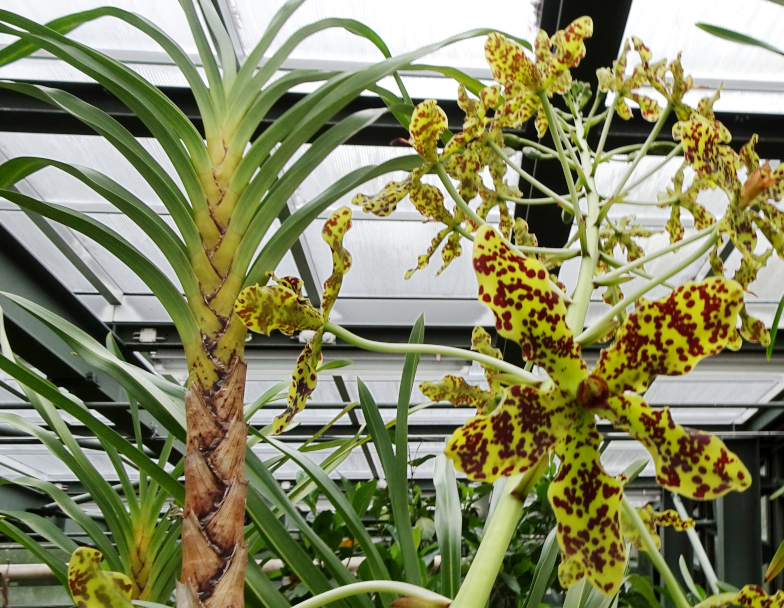 Foto: Tiger-Orchidee (Grammatophyllum speciosum Blume)