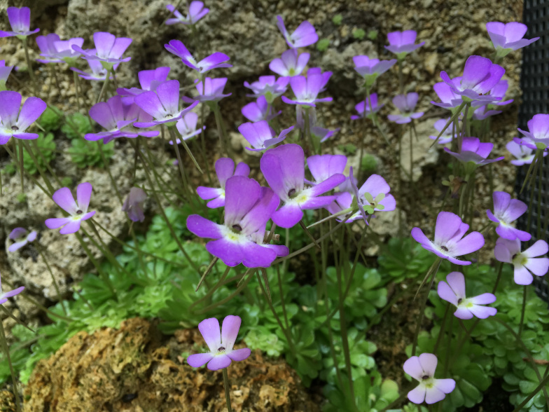 Essers Fettkraut (Pinguicula esseriana B. KIRCHN.)