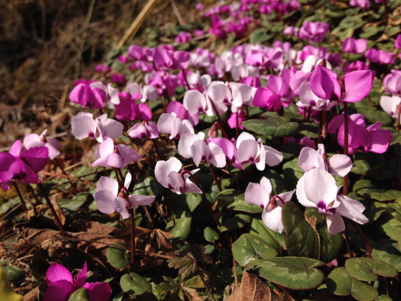 Kos-Alpenveilchen (Cyclamen coum Mill). Foto: Katja Rembold