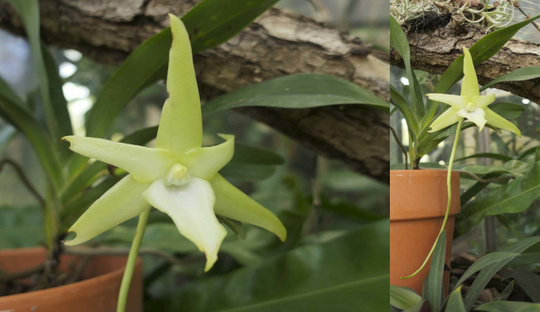 Stern von Madagaskar (Angraecum sesquipedale Thouars). Foto: Deborah Schäfer