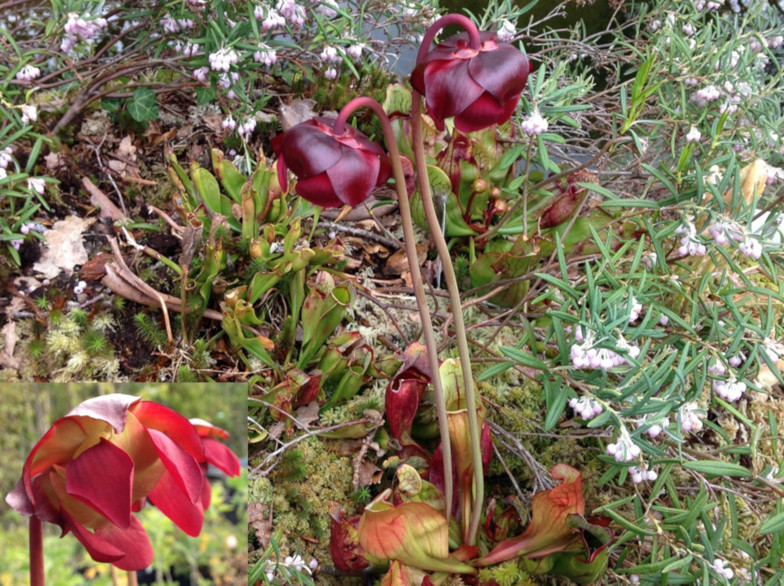 Rote Schlauchpflanze (Sarracenia purpurea L.)