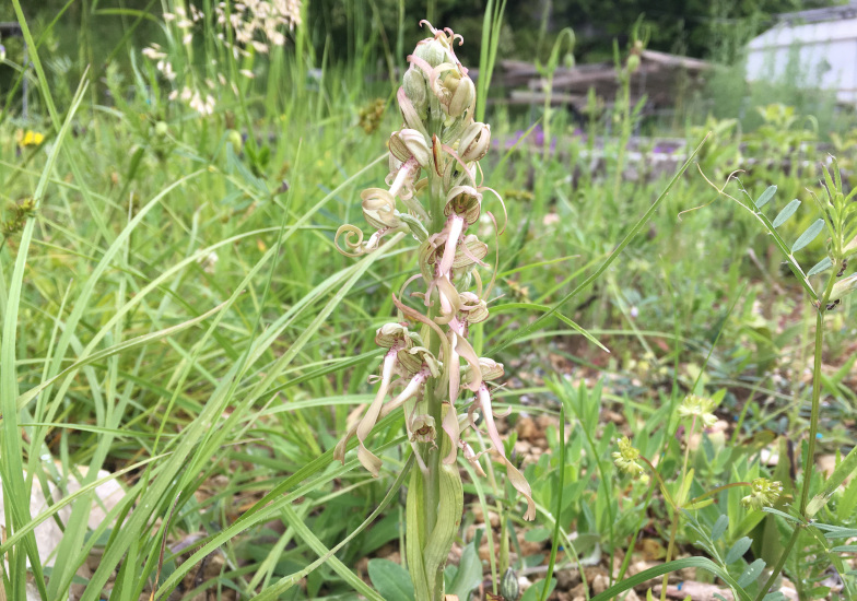 Bocks-Riemenzunge (Himantoglossum hircinum  (L.) Spreng)