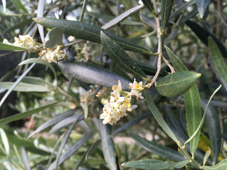 Blüten des Olivenbaumes (Olea europaea L.)