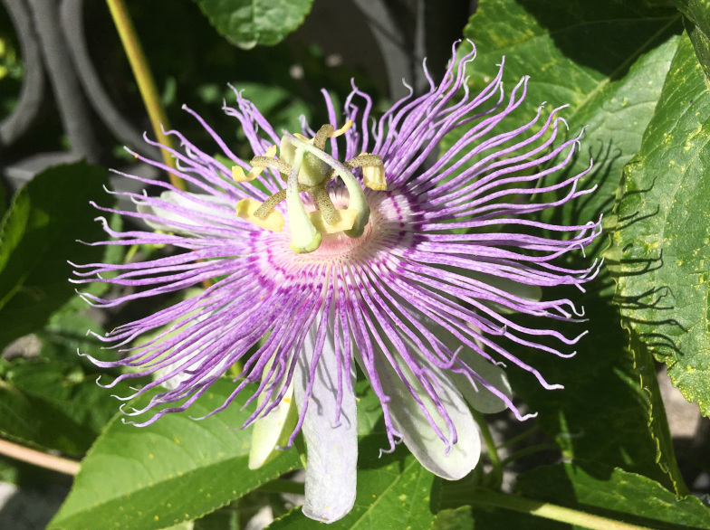 Winterharte Passionsblume ( Passiflora incarnate L.)