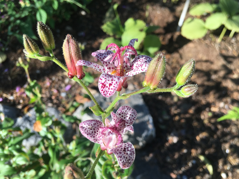 Formosa-Krötenlilie (Tricyrtis formosana Baker)