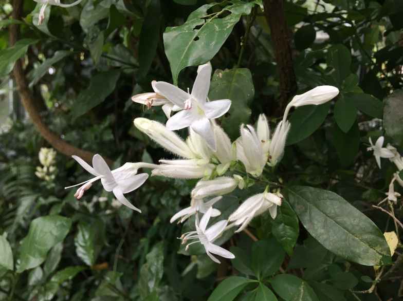 Whitfieldia elongata (P.Beauv) de Wild. & T.Durand