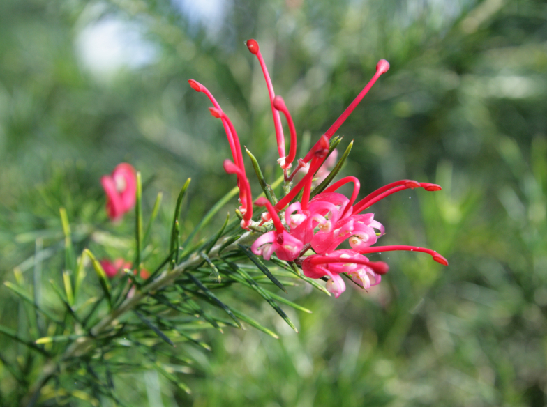 Wacholderblatt Grevillea (Grevillea juniperina). Foto: wikicommons