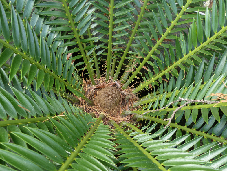 Lebombo-Brotpalmfarn (Encephalartos lebomboensis I.Verd.)