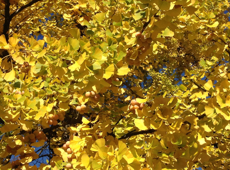 Ginkgo biloba in Herbstfärbung und mit Früchten