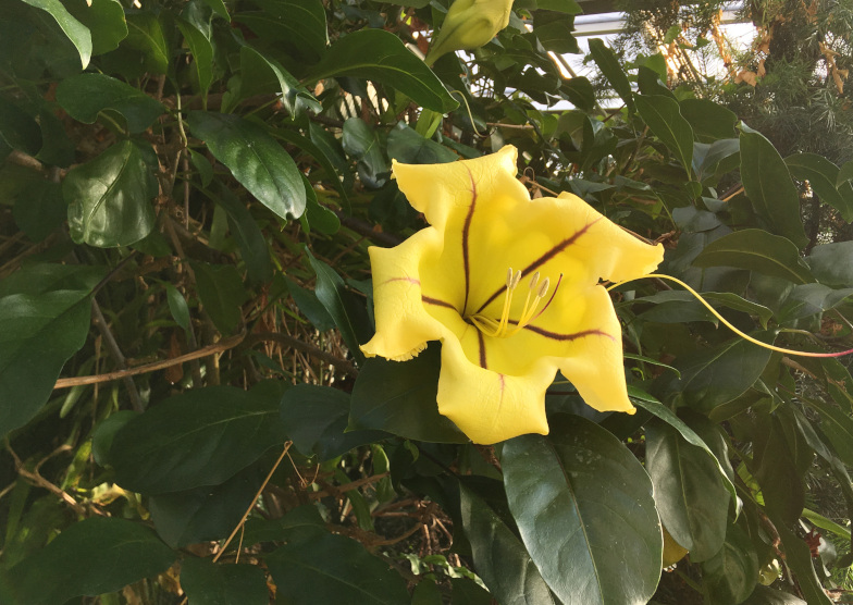 Goldkelch (Solandra grandiflora)