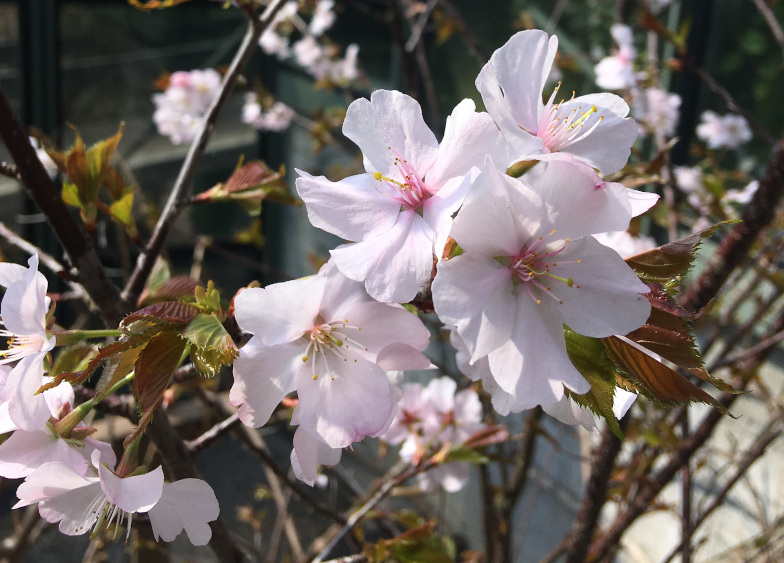 Bergkirsche (Prunus sargentii)