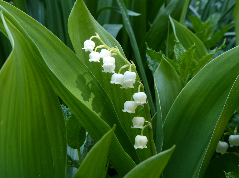 Maiglöckchen (Convallaria majalis)