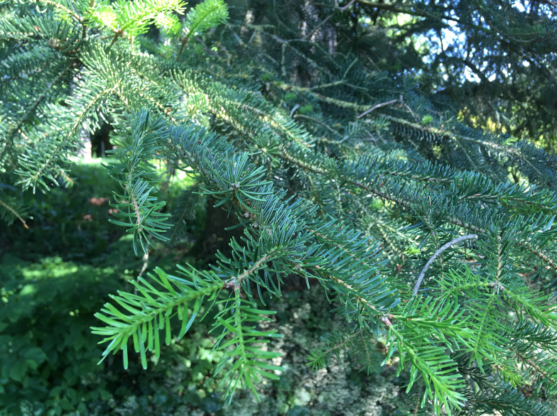 Griechische Tanne (Abies cephalonica LOUDON)