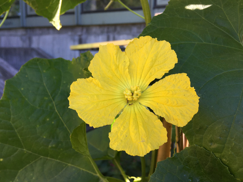 Schwammgurke (Luffa aegyptiaca Mill.)
