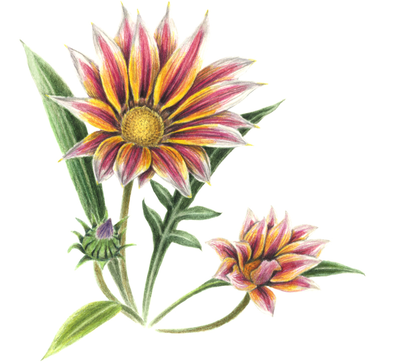 Mittagsblume (Gazania rigens)