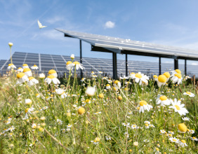 Solarpannels auf Wiese