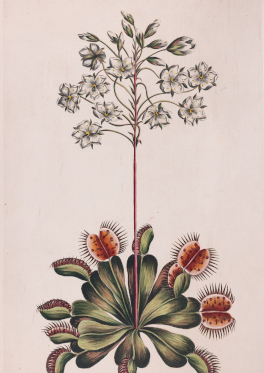 Herbarbeleg des Herbarium Bernense