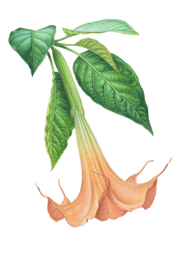 Illustration: Engelstrompete (𝘉𝘳𝘶𝘨𝘮𝘢𝘯𝘴𝘪𝘢 𝘢𝘶𝘳𝘦𝘢)