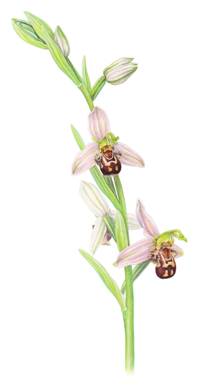 Illustration: Bienen-Ragwurz (𝘖𝘱𝘩𝘳𝘺𝘴 𝘢𝘱𝘪𝘧𝘦𝘳𝘢)