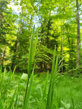 Poa remota