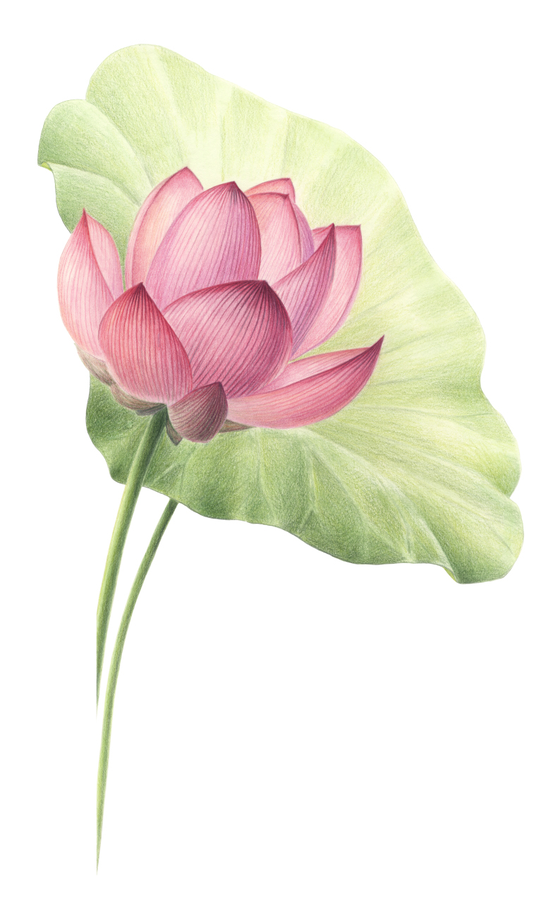 Illustration: Indische Lotusblume (𝘕𝘦𝘭𝘶𝘮𝘣𝘰 𝘯𝘶𝘤𝘪𝘧𝘦𝘳𝘢)