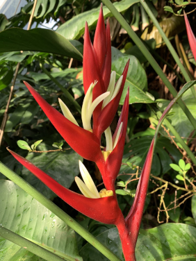 Die Scharlachrote Hummerschere (𝘏𝘦𝘭𝘪𝘤𝘰𝘯𝘪𝘢 𝘣𝘪𝘩𝘢𝘪) aus dem tropischen Mittel- und Südamerika. Im BOGA wächst sie im Palmenhaus.